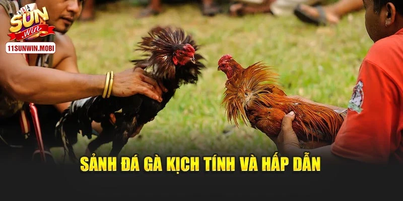 Sảnh Đá Gà kịch tính và hấp dẫn