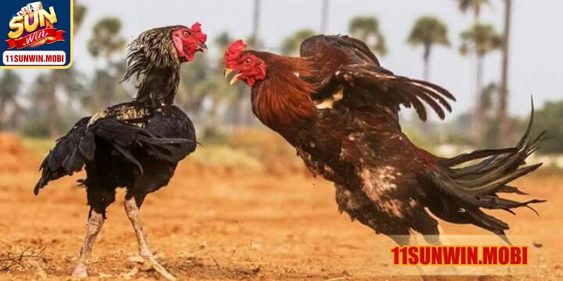 Giải thích khái quát về gà chuối là gì 