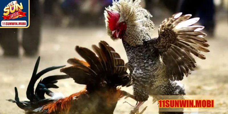 Các hình thức đấu chiến kê nổi bật tại cổng game