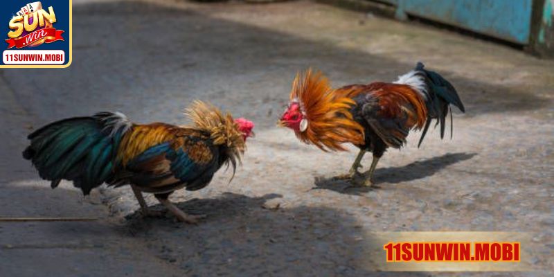 Một số ưu điểm khi lựa chọn gà chuối là gì?