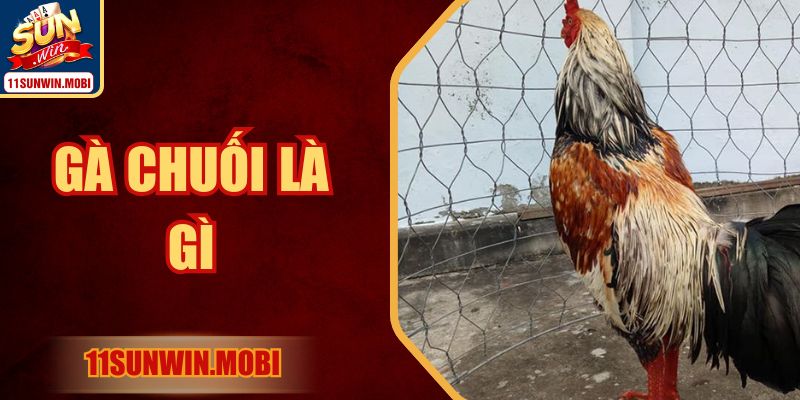 Gà Chuối Là Gì? Khám Phá Kiến Thức Chi Tiết Cùng Sunwin