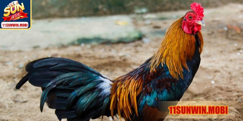 Bản lĩnh kiêu hãnh tạo thế áp đảo, giữ nhịp trận đấu