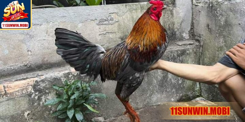 Gà xám là gì? biểu trưng sức bật, khí chất kiêu hãnh