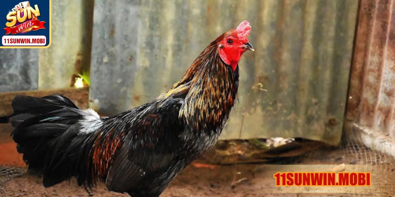 Từng bước sải thể hiện linh hoạt, sức bật chuẩn xác