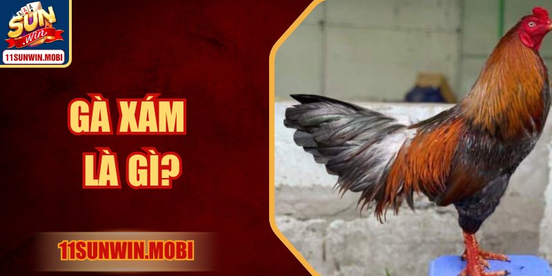 Gà Xám Là Gì? Biểu Tượng Sức Mạnh Trong Giới Gà Đòn