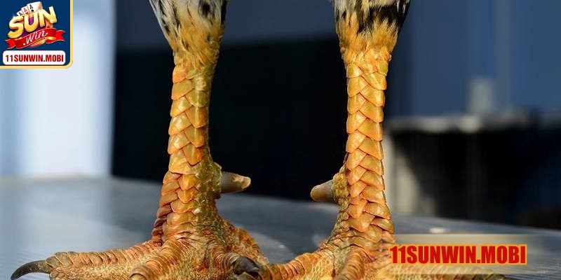 Vảy gà huyền trâm biểu trưng linh khí, sức mạnh