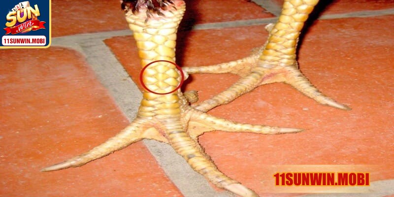 Cấu trúc kép song hành biểu trưng uy lực vượt trội