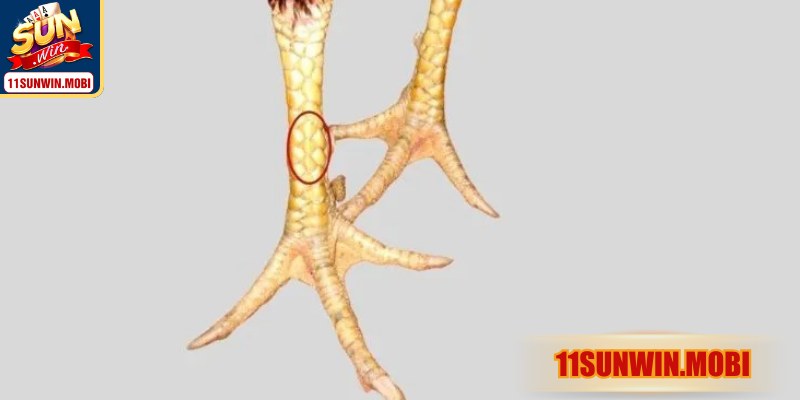 Chiến kê linh hoạt thể hiện tinh thần hiếu chiến mãnh liệt