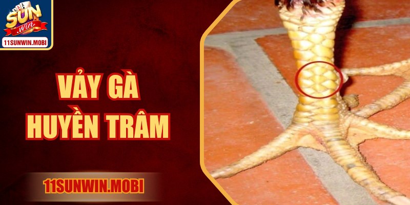 Vảy Gà Huyền Trâm Bí Ẩn Và Sức Mạnh Tiềm Ẩn Đỉnh Cao